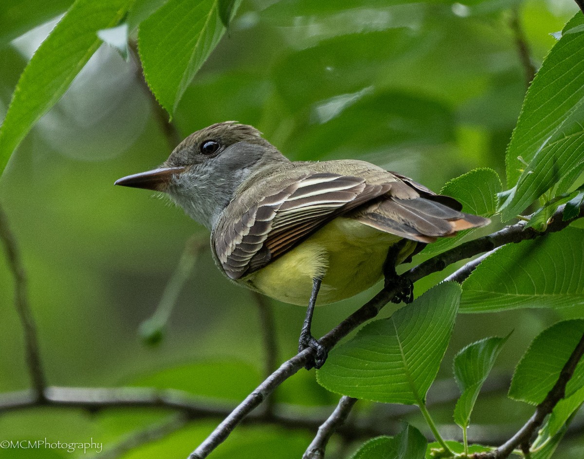 Great Crested Flycatcher - Mary Catherine Miguez