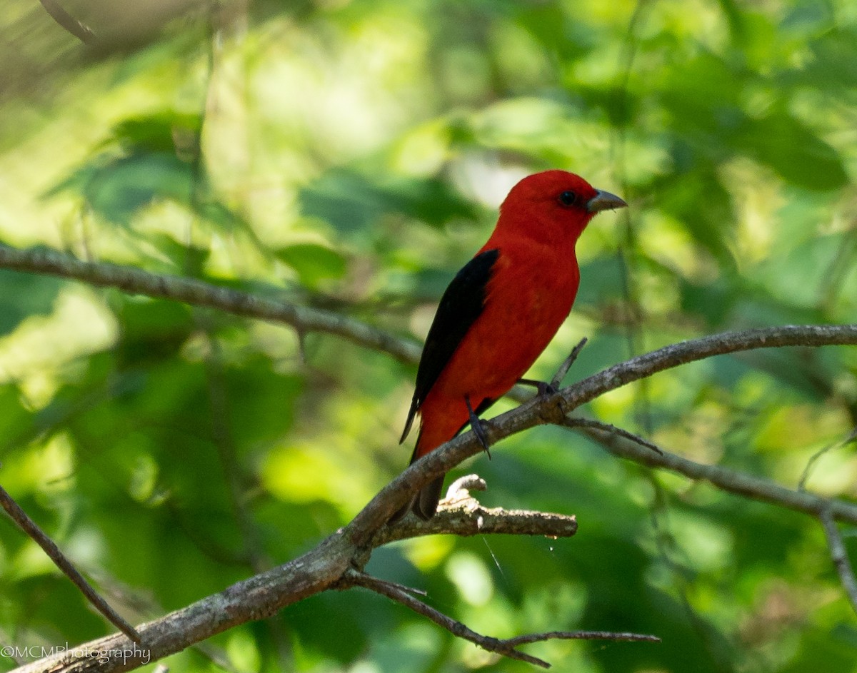 Scarlet Tanager - Mary Catherine Miguez