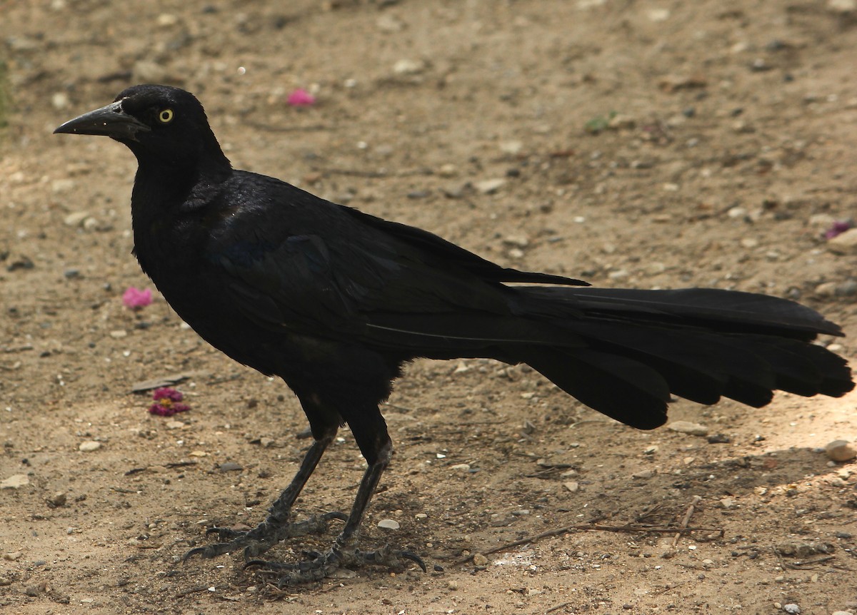 Great-tailed Grackle - ML33388101