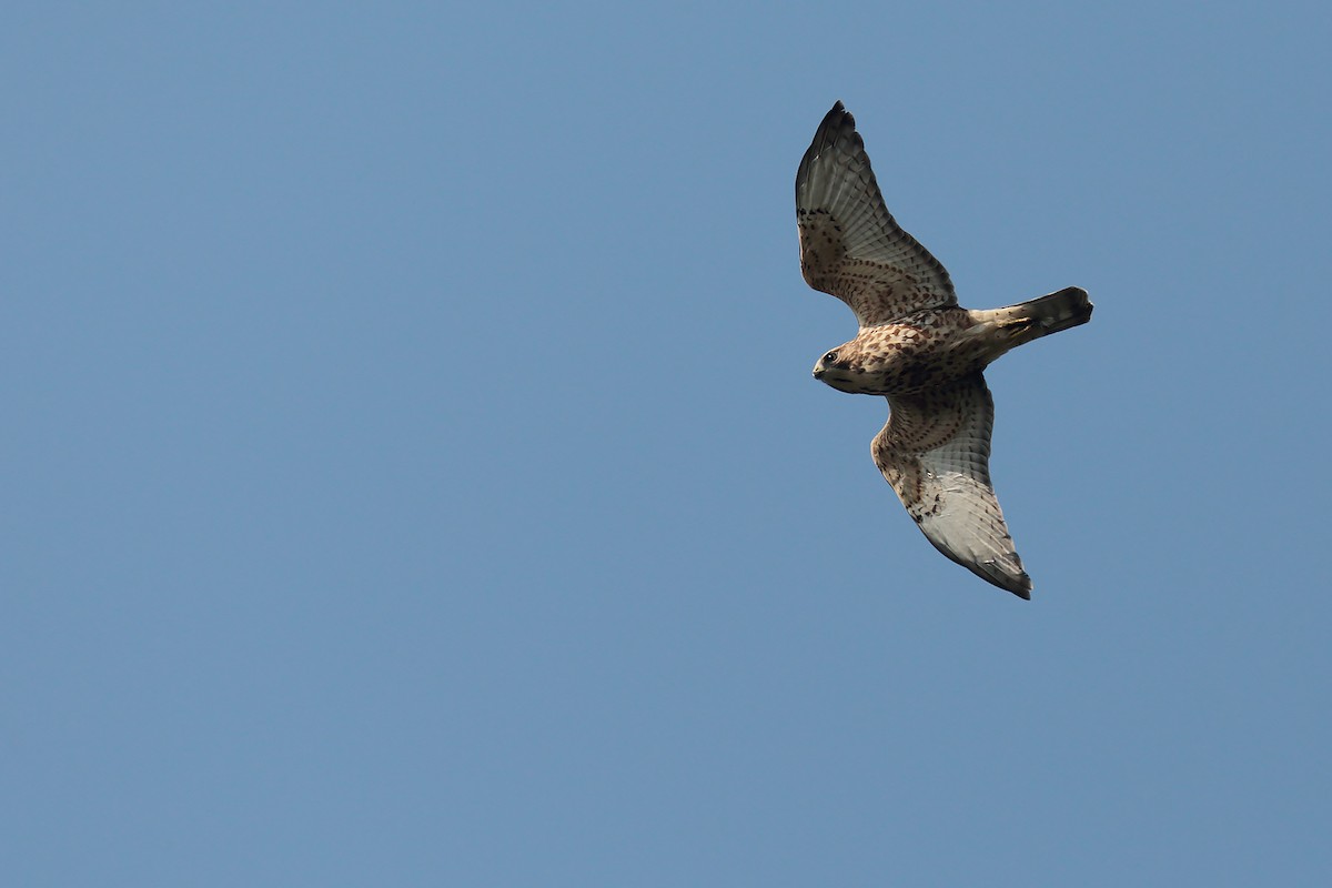 Broad-winged Hawk - bellemare celine