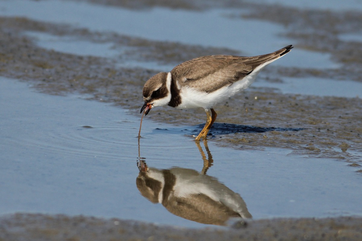 Semipalmated Plover - ML33388571