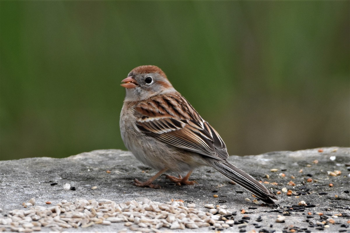 Field Sparrow - ML333886181