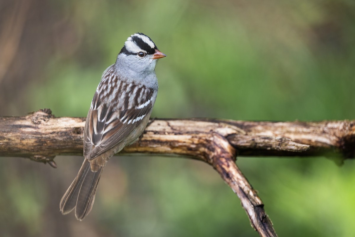 White-crowned Sparrow - ML333889231