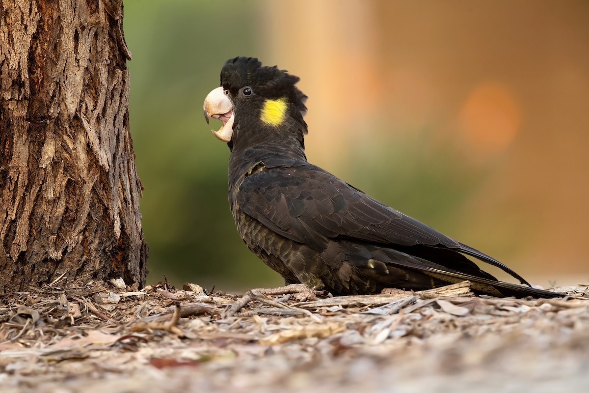 Yellow-tailed Black-Cockatoo - ML333889951