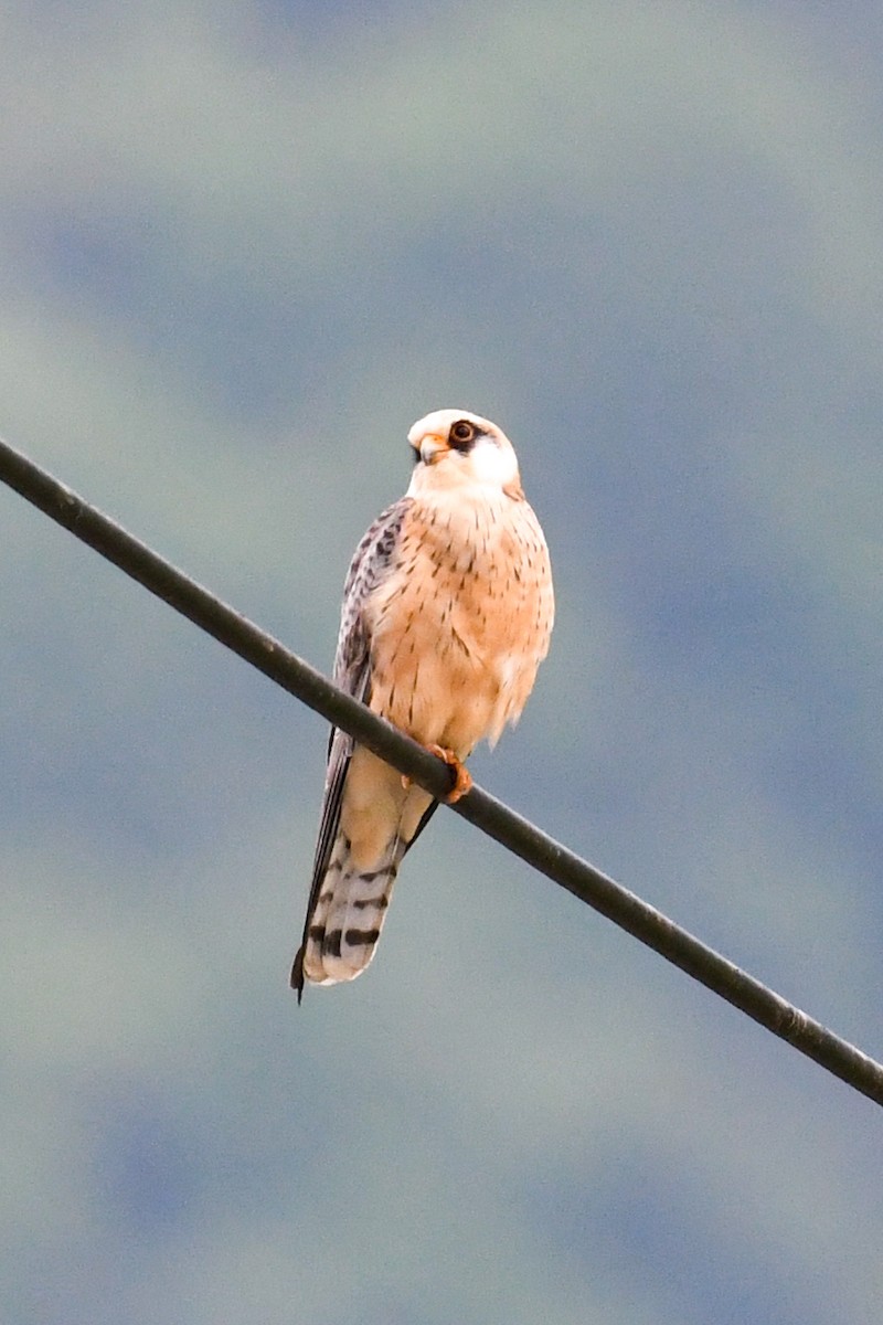 Red-footed Falcon - ML333892551