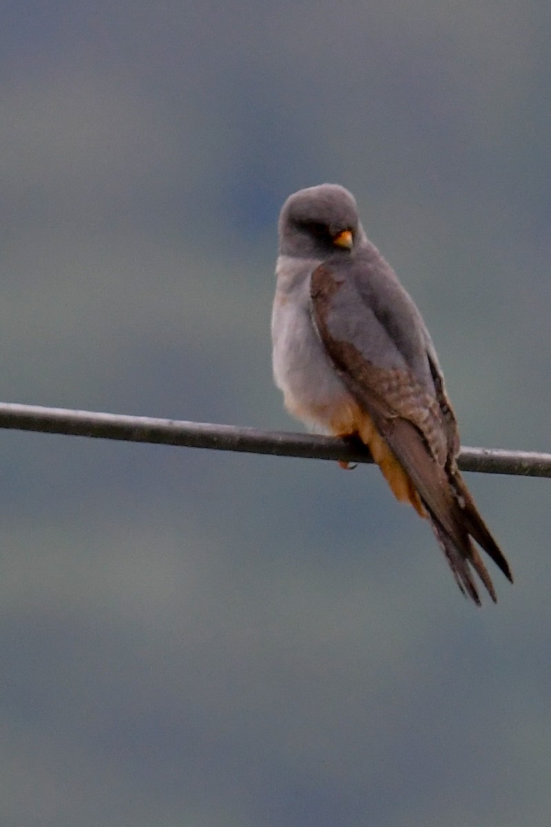 Red-footed Falcon - ML333892561