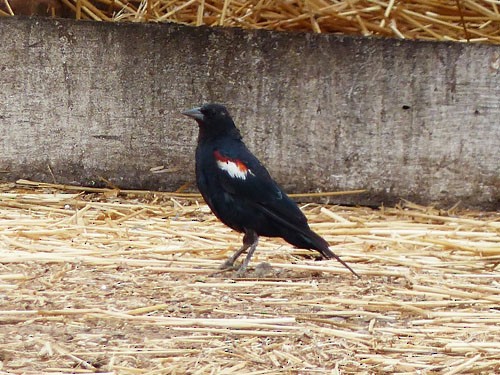 Tricolored Blackbird - ML33389531