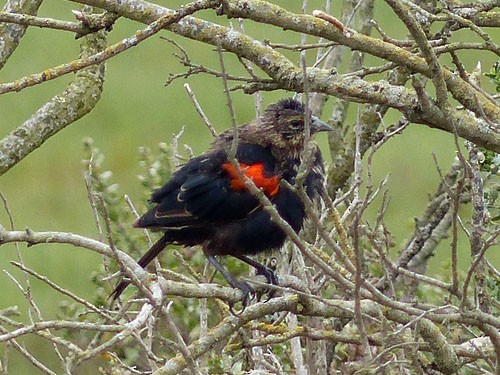 Red-winged Blackbird - ML33389591