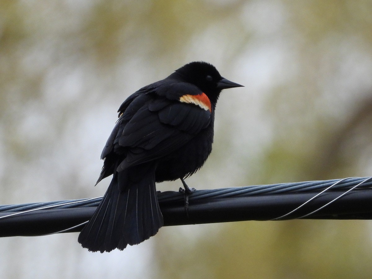 Red-winged Blackbird - ML333896121