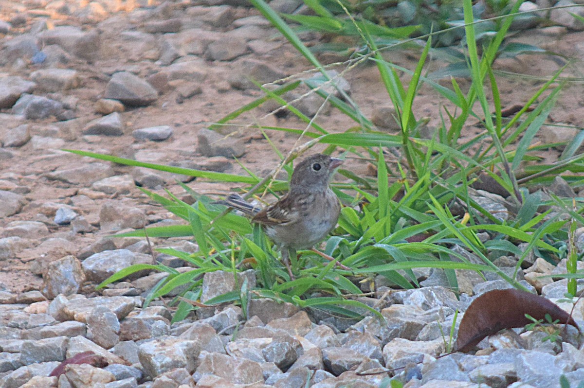 Field Sparrow - Hugh Barger