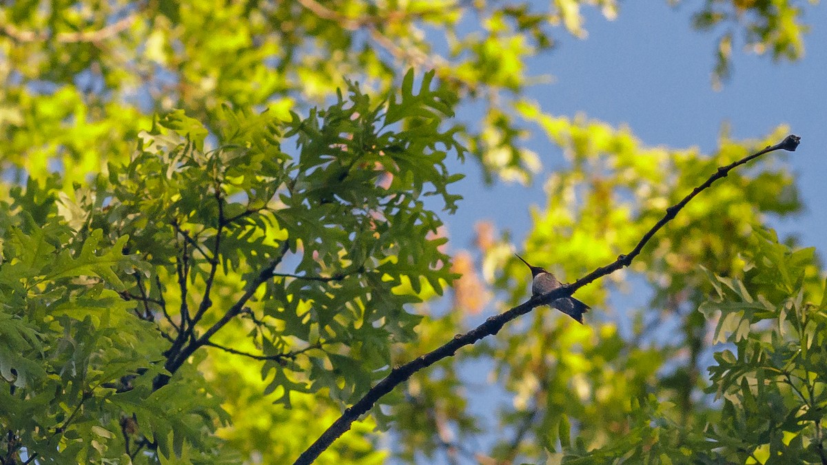 Ruby-throated Hummingbird - Todd Kiraly