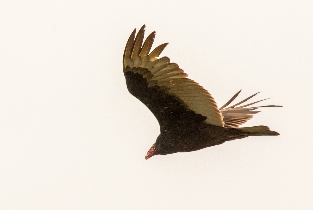 Turkey Vulture - ML333908651