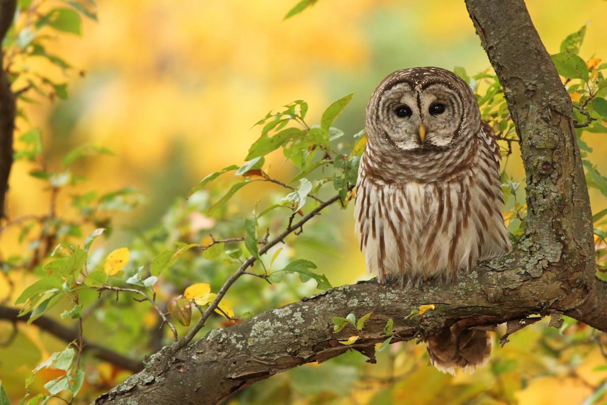 Barred Owl - Jeremiah Trimble