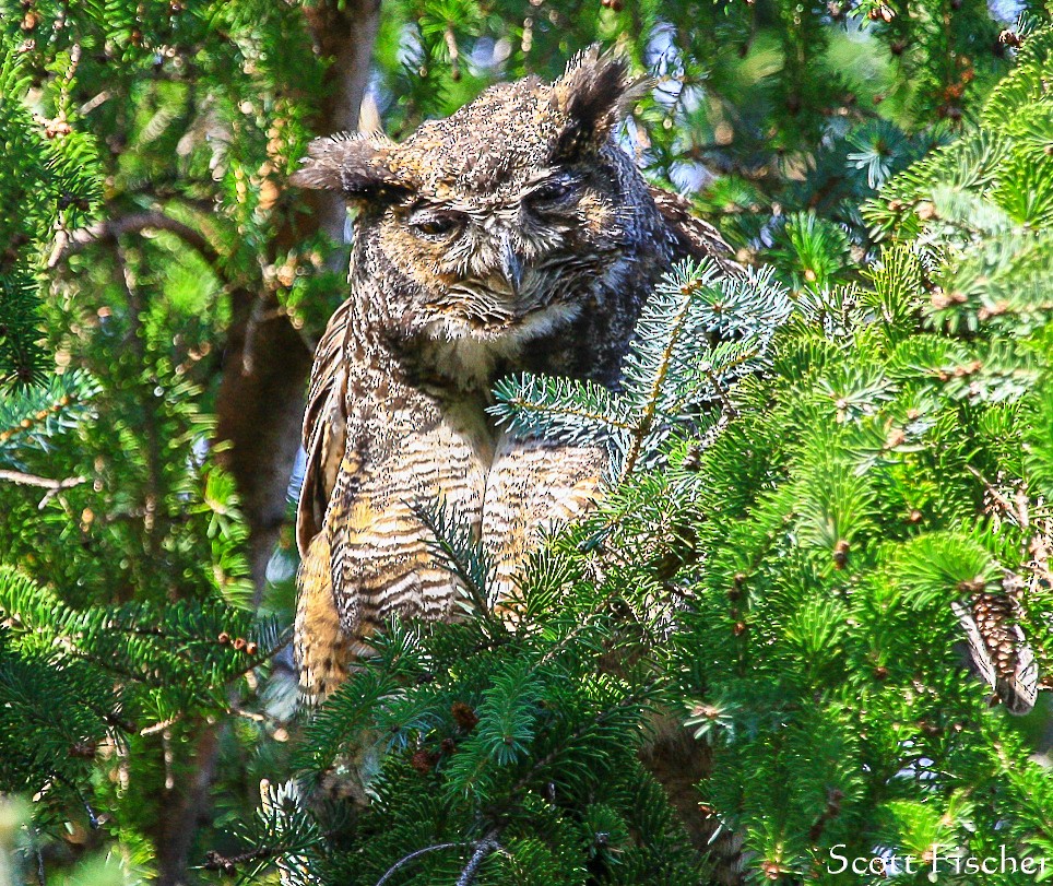 Great Horned Owl - Scott Fischer