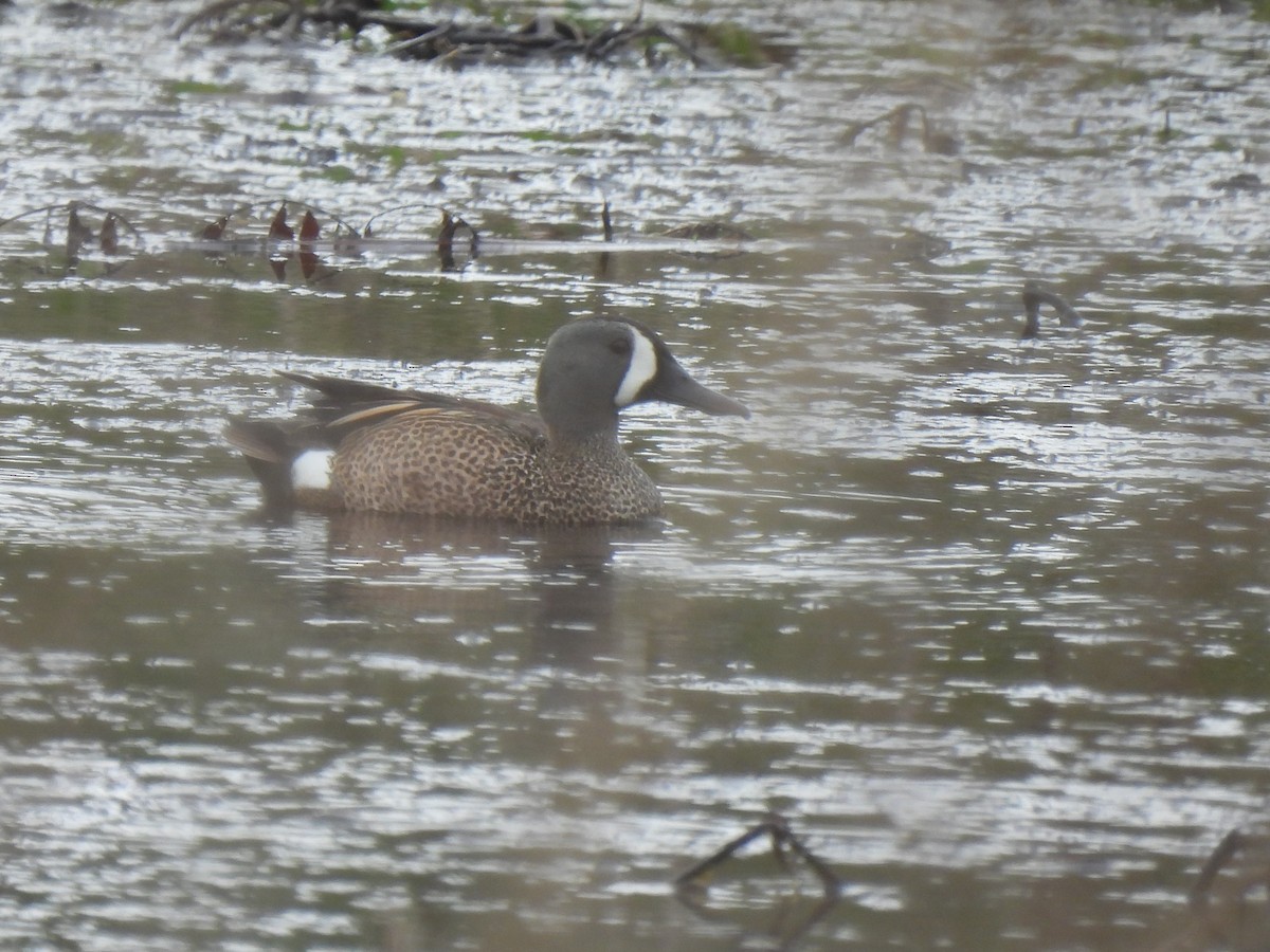 Blue-winged Teal - ML333915621