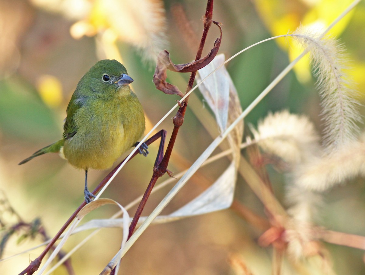 Painted Bunting - ML333918941