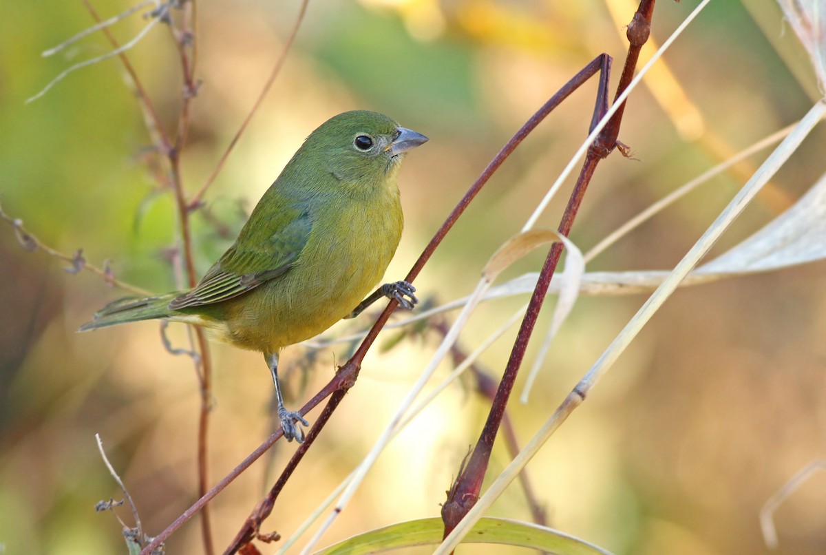 Painted Bunting - ML333918951