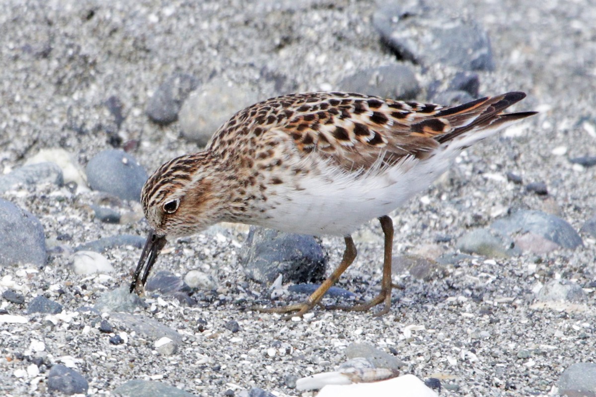 Least Sandpiper - Nathan Wall