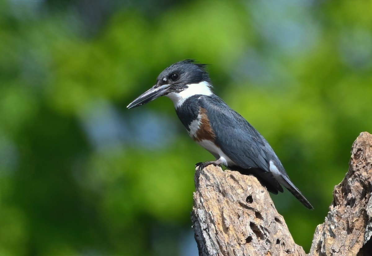 Belted Kingfisher - Ann Stinely