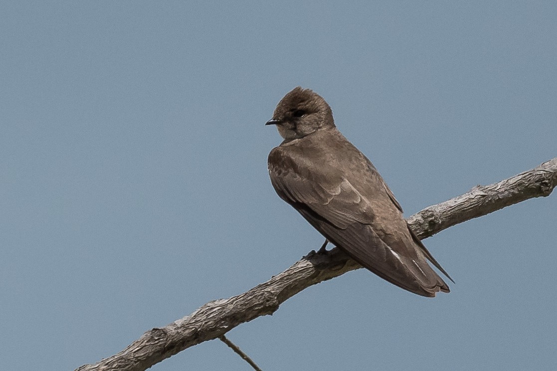 Northern Rough-winged Swallow - Nancy Larrabee