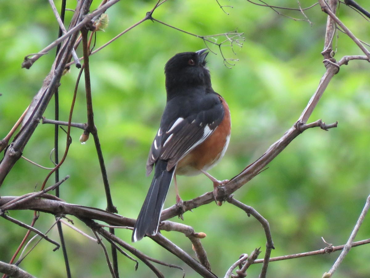 Eastern Towhee - Patricia and Richard Williams