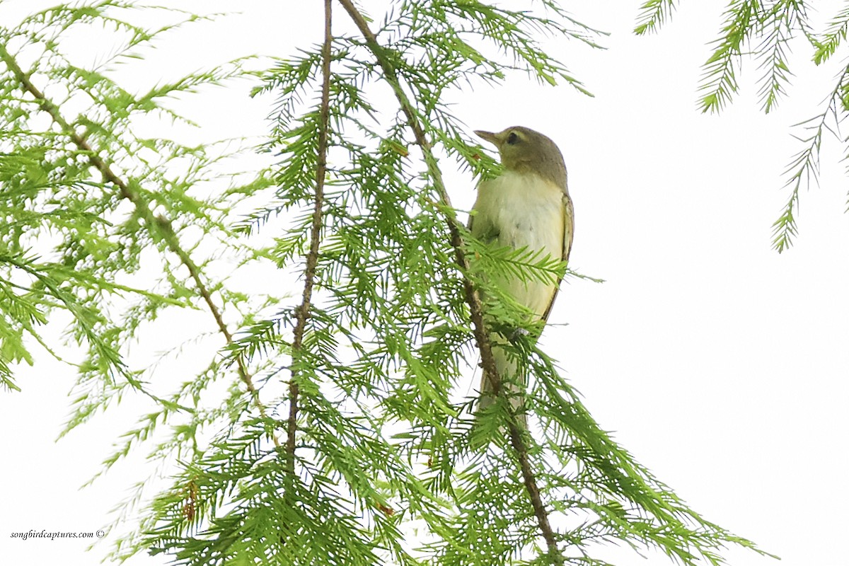 Warbling Vireo - Candace Casey