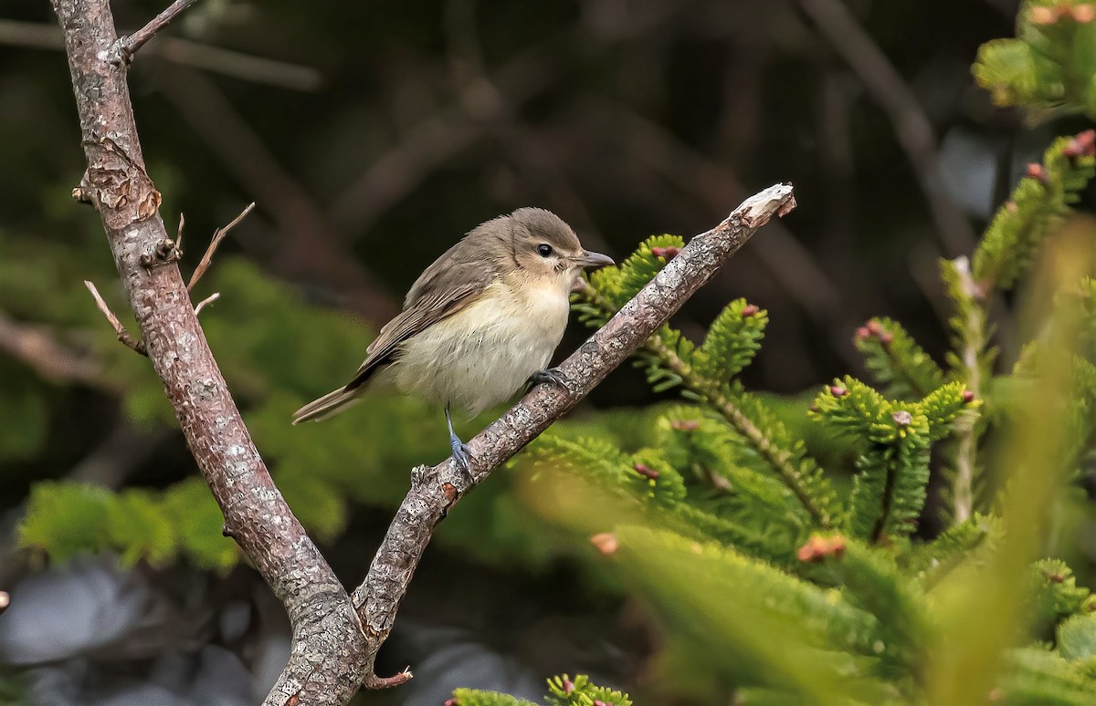 Warbling Vireo - Nova Scotia Bird Records