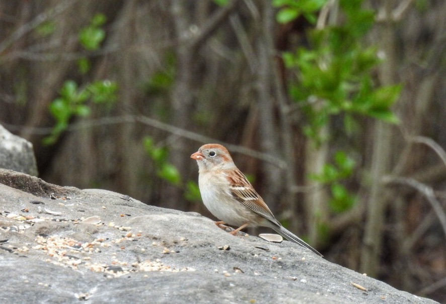 Field Sparrow - ML333944271