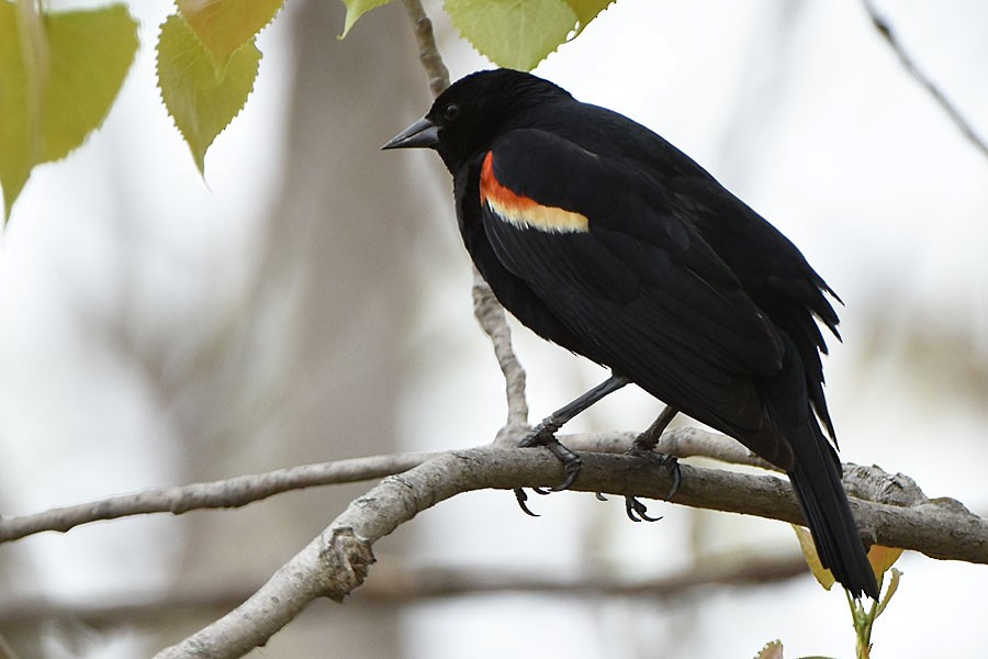 Red-winged Blackbird - ML333948111