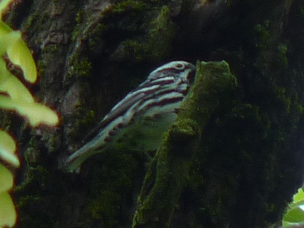 Black-and-white Warbler - ML333948511