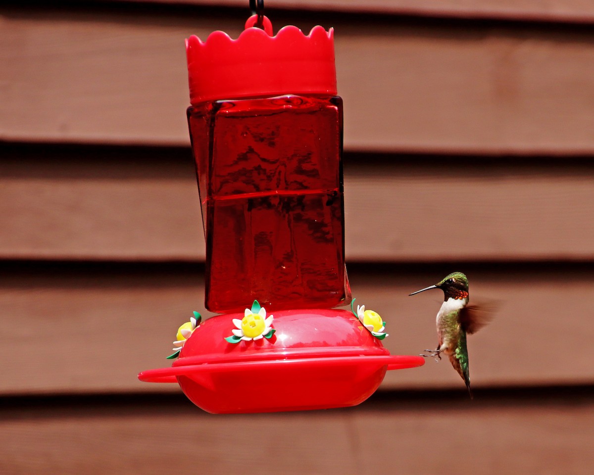 Ruby-throated Hummingbird - ML333951891
