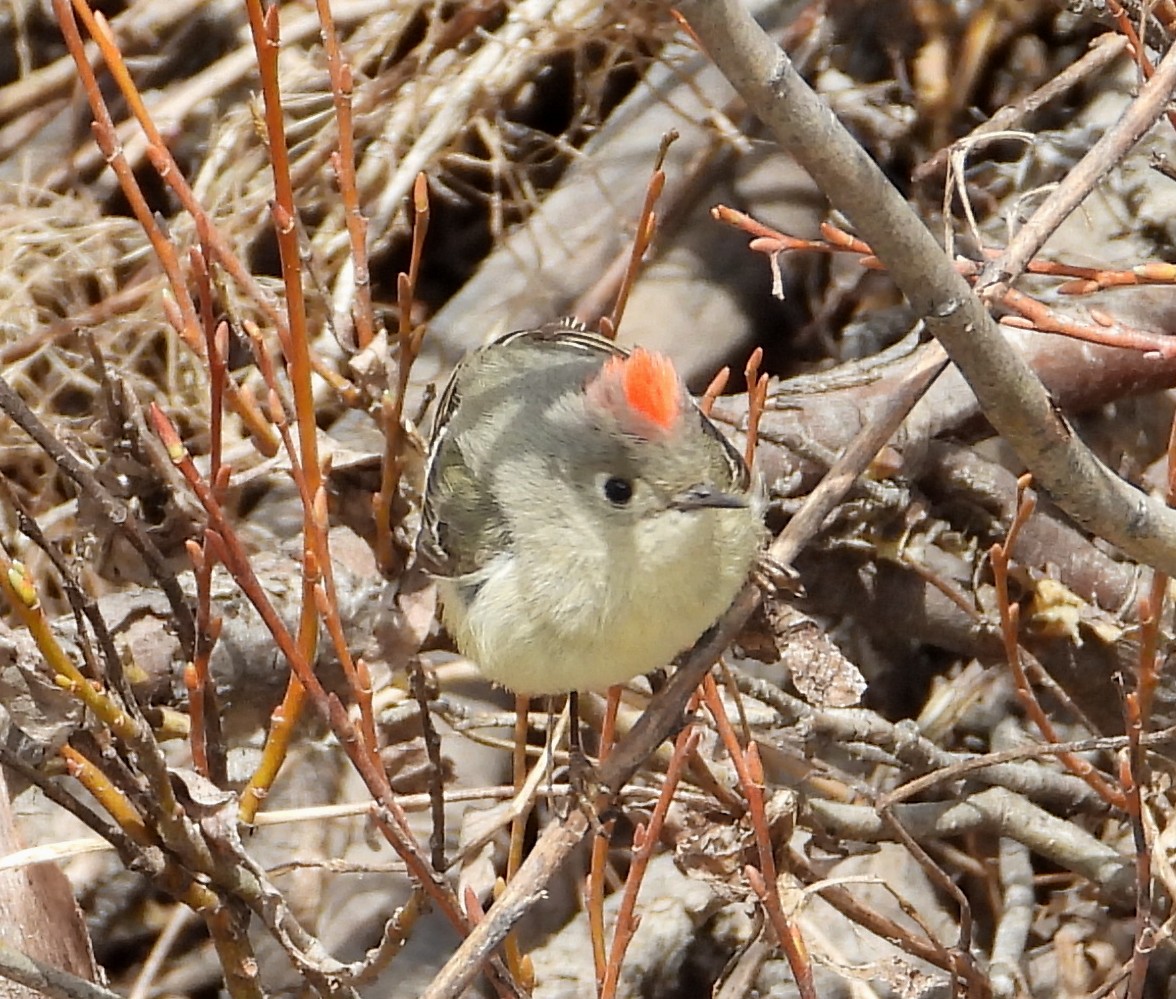 Ruby-crowned Kinglet - Lauri Taylor