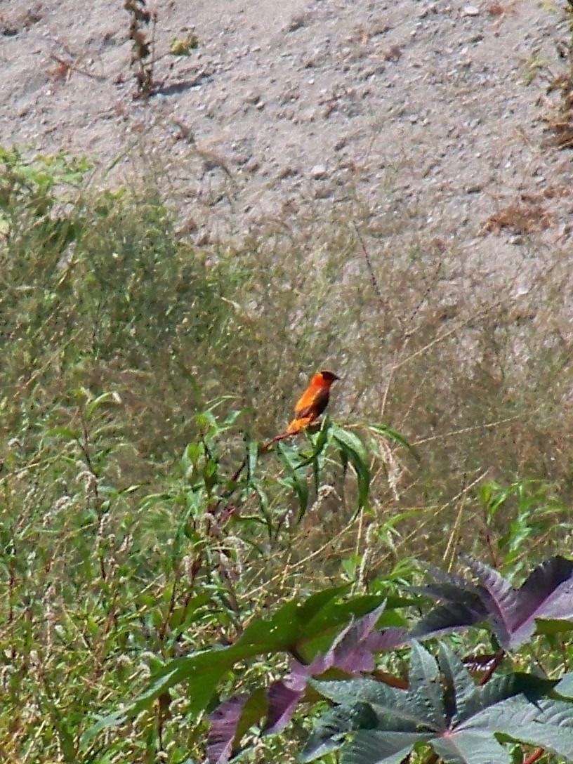 Northern Red Bishop - Zachary Perry