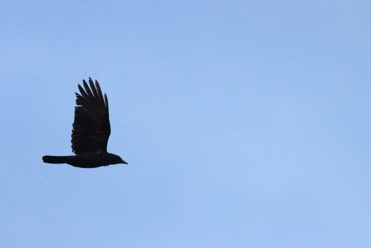 Corvus sp. (crow sp.) - ML333964431