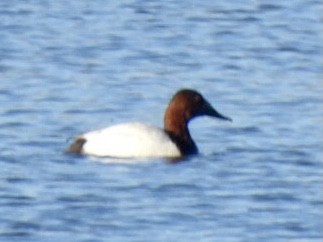 Canvasback - Esther and Gyula Mackinlay - Gergely
