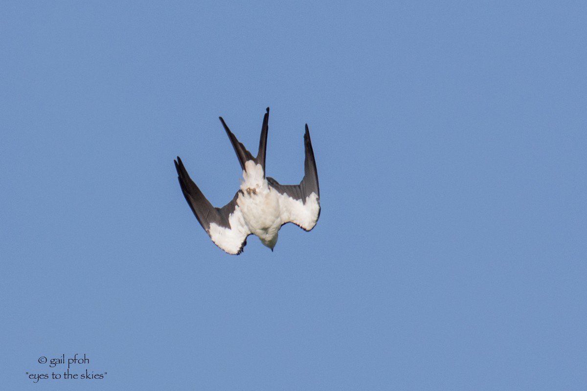 Swallow-tailed Kite - ML333965331