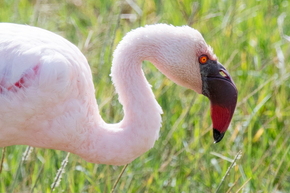 Lesser Flamingo - Nancy Christensen