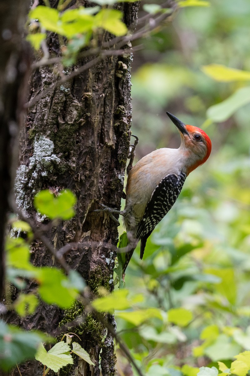 Red-bellied Woodpecker - ML333972081