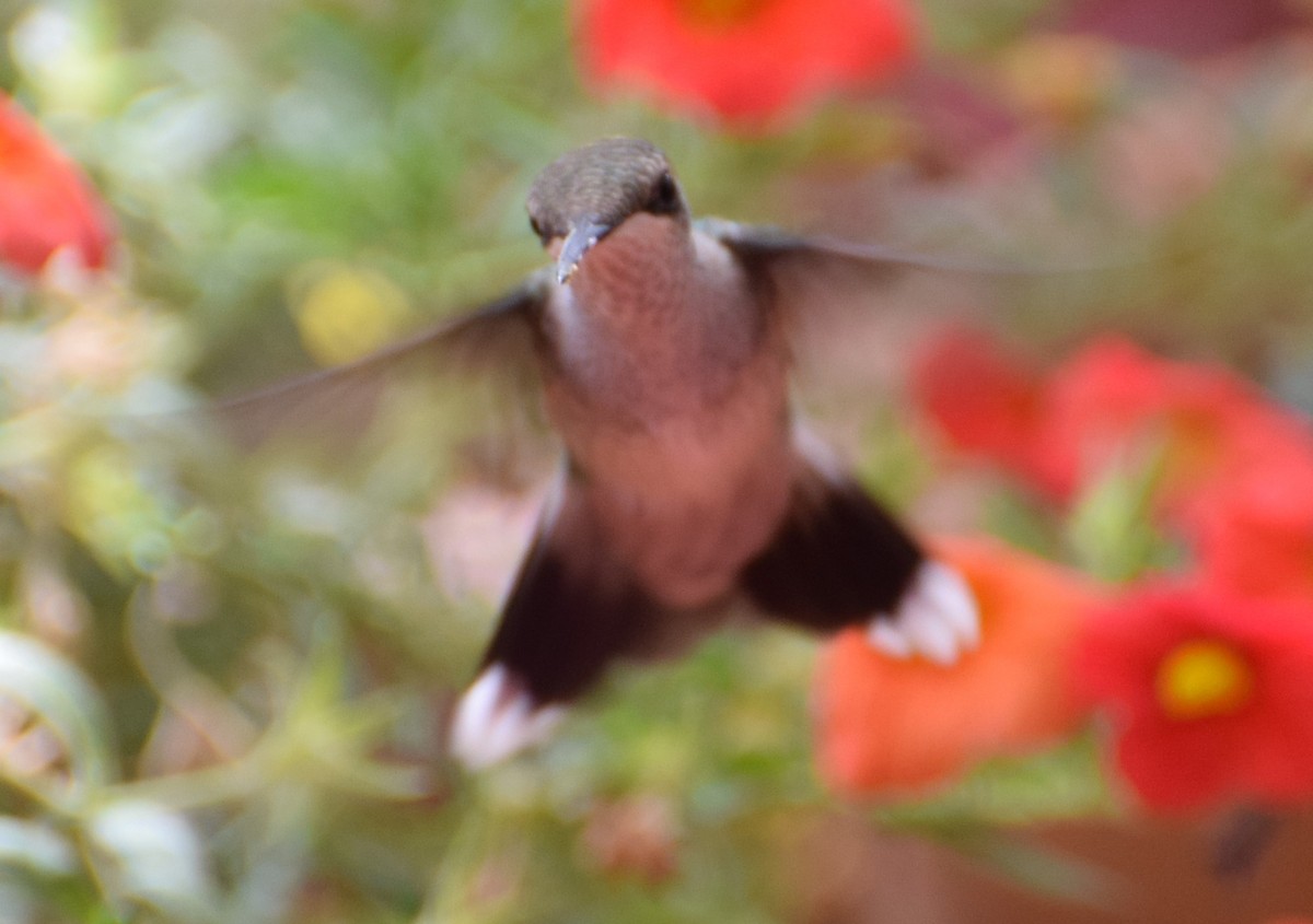 Ruby-throated Hummingbird - ML33397321