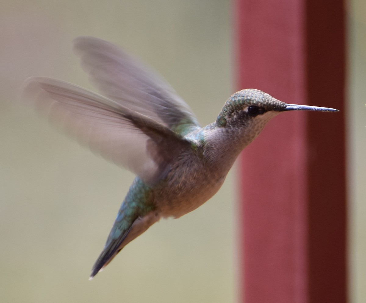 Ruby-throated Hummingbird - ML33397331