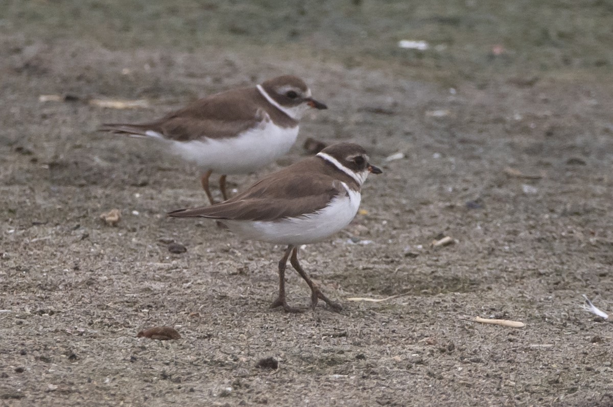 Semipalmated Plover - ML333976711