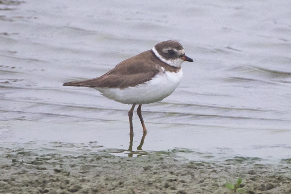 Semipalmated Plover - ML333976731