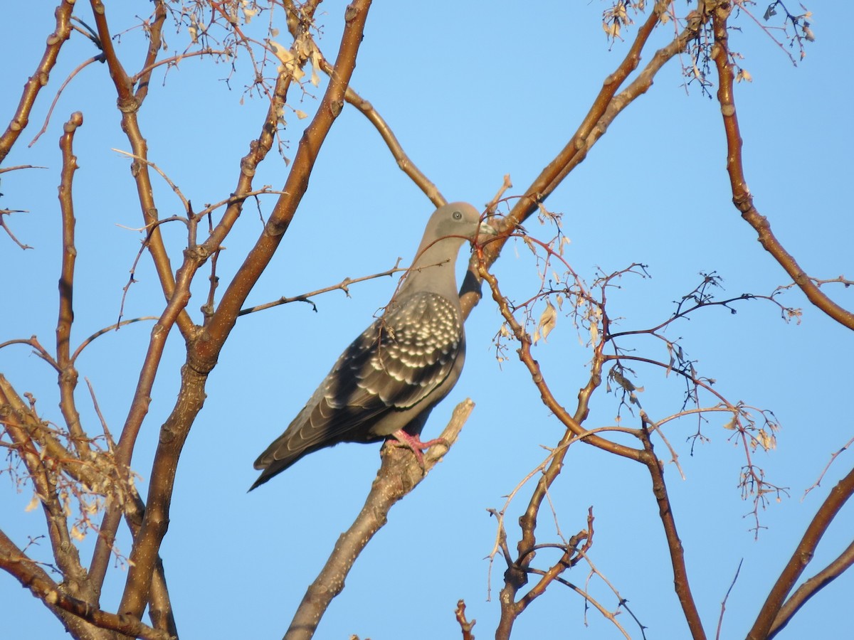 Spot-winged Pigeon - Anahí Vaccaro
