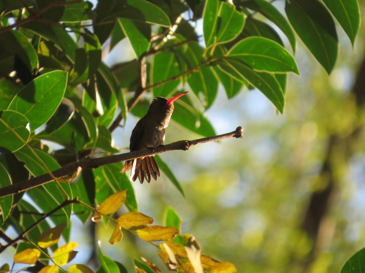 Gilded Hummingbird - Anahí Vaccaro