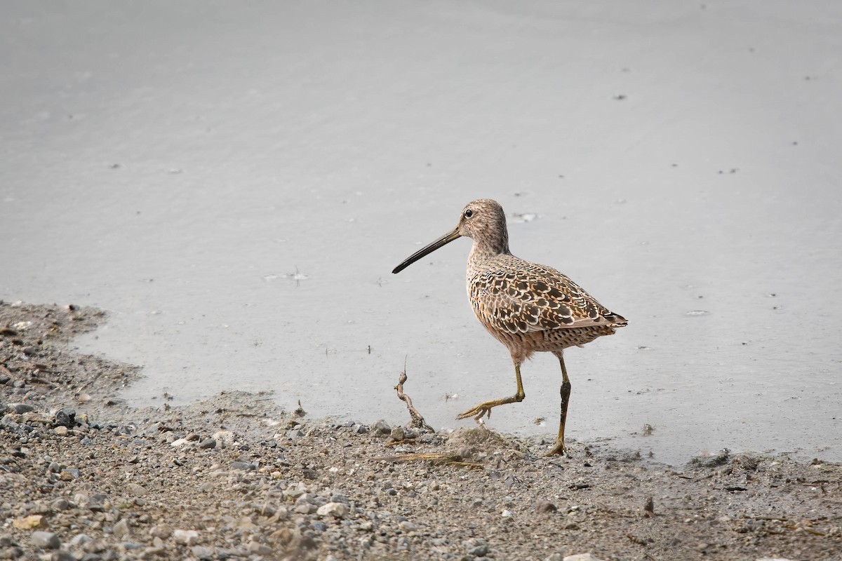 Long-billed Dowitcher - Deb Ford