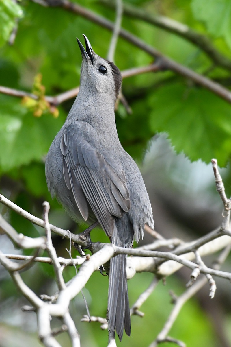 Gray Catbird - Traci Gentry