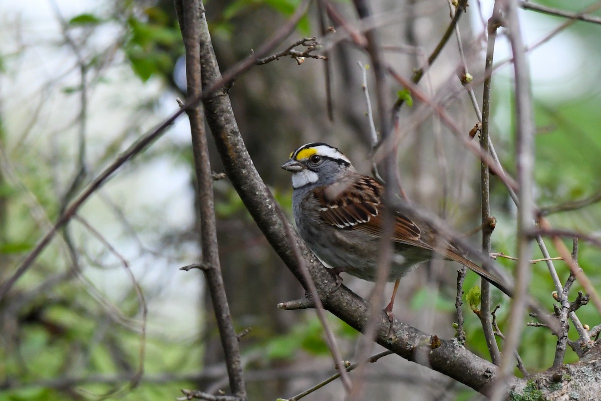 White-throated Sparrow - Traci Gentry