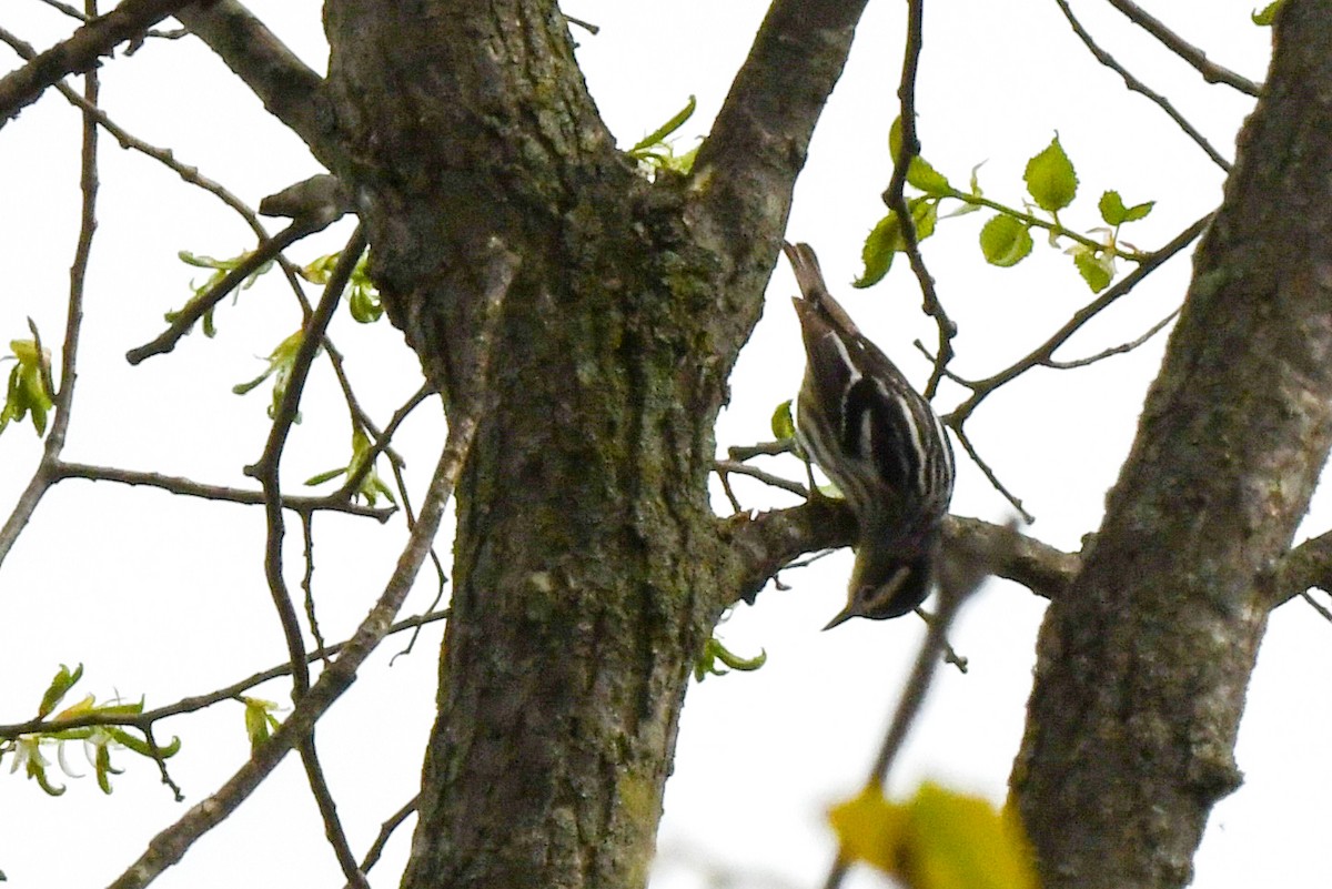 Black-and-white Warbler - Traci Gentry