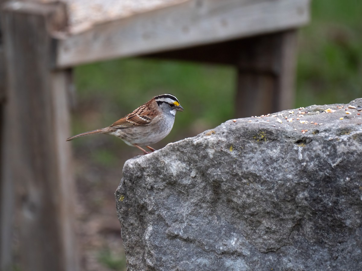 White-throated Sparrow - ML333992771