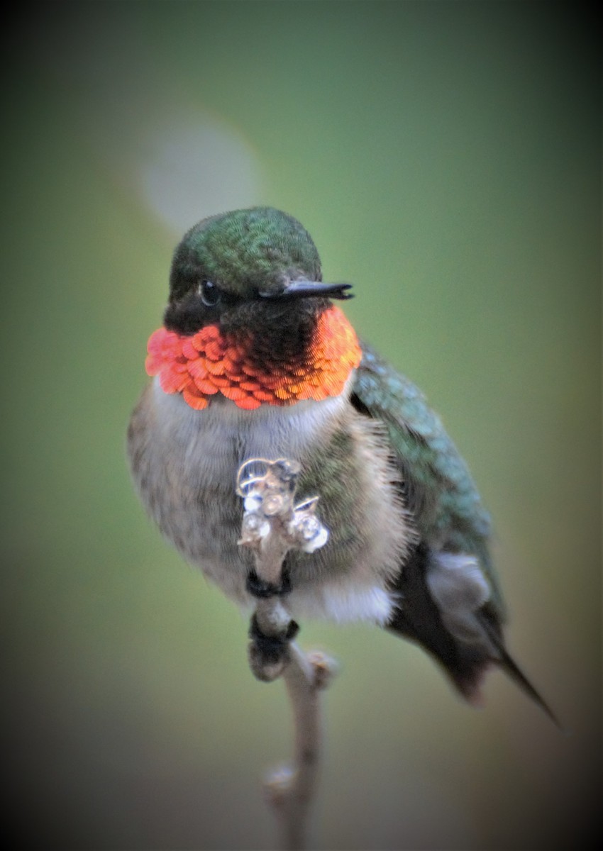Ruby-throated Hummingbird - ML333994241